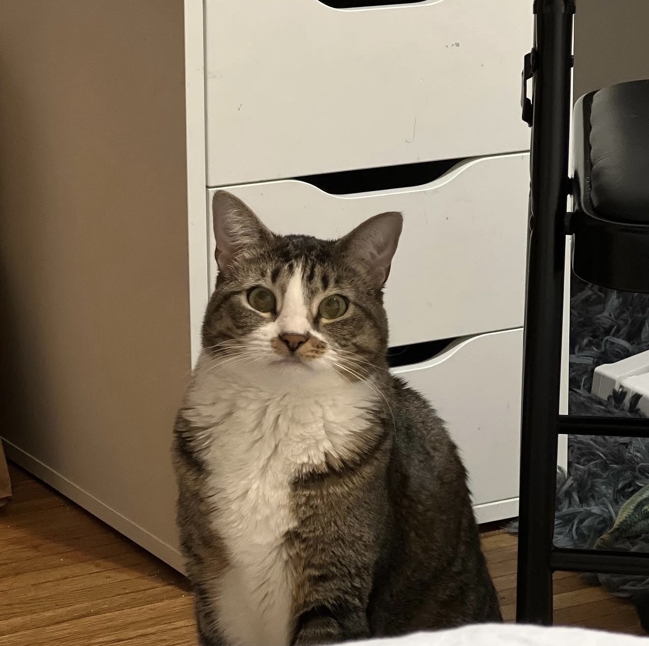 Nuonuo, Lisa Zhu's cat